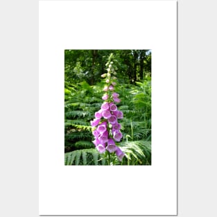 Pink Foxglove Posters and Art